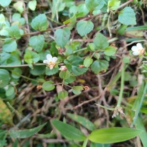 Legazpia (torenia) polygonoides