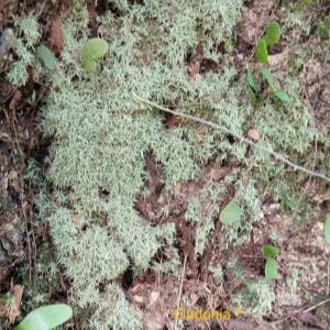 ? cladonia ? reindeer moss