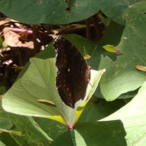 Junonia hedonia ida