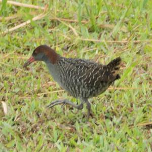 Slaty-breasted rail