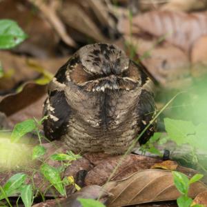 Large-tailed nightjar