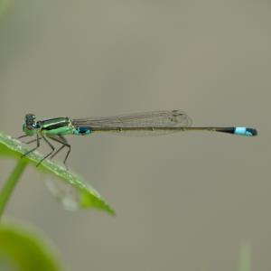 Common bluetail