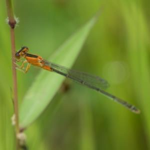 Common bluetail