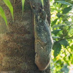 Sunda colugo