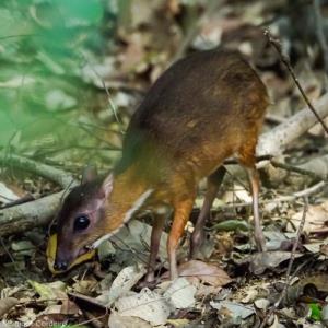 Lesser mouse-deer