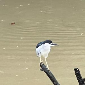 Black-crown night heron 