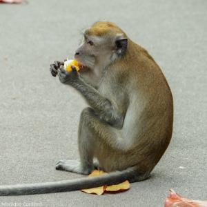 Long-tailed macaque