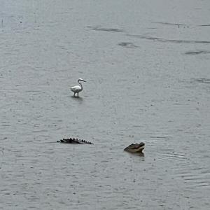 Saltwater crocodile