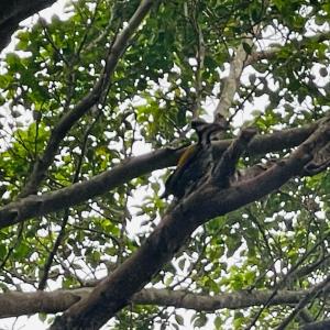 Common flameback