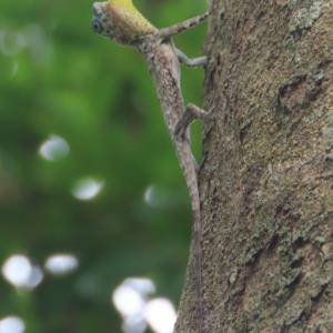 Common gliding lizard