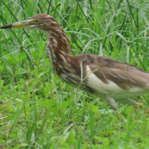 Pond heron sp.