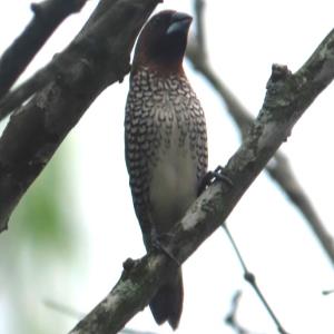 Scaly-breasted munia