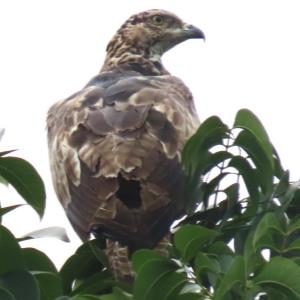 Crested honey buzzard