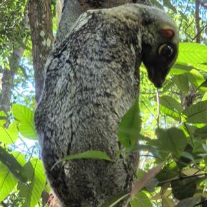 Sunda flying lemur