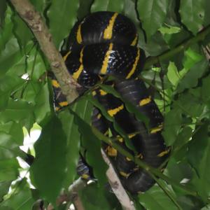 Gold-ringed cat snake