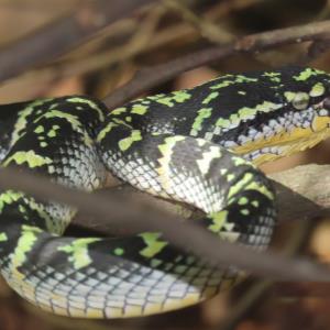 Wagler's pit viper