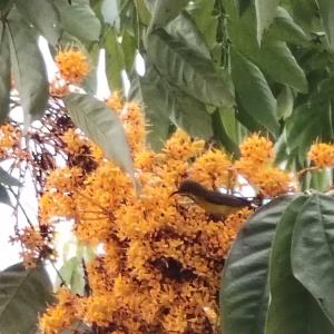 Saraca thaipingensis