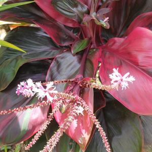 Cordyline fruticosa