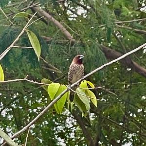 Scaly-breasted munia