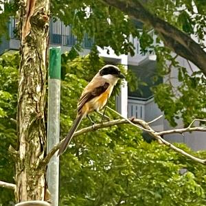 Long-tailed shrike