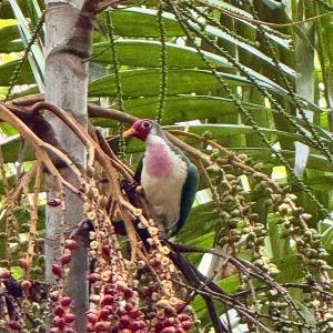 Jambu fruit dove 