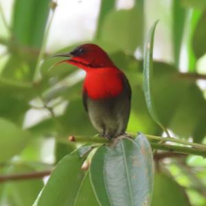 Crimson sunbird