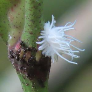 Mealybug