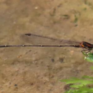 Orange-striped threadtail