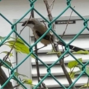 Long tailed shrike