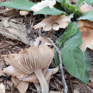 Entoloma?