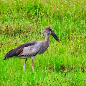 Asian openbill