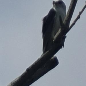 Black-shouldered kite