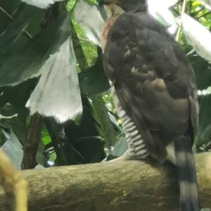 Peregrine falcon