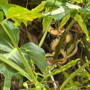 Wagner’s pit viper