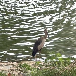 Asian openbill 