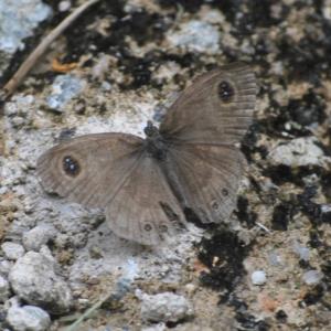 Ypthima huebneri (common four ring)