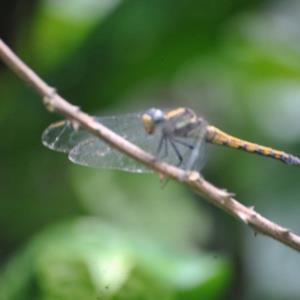 ?orthetrum ?potamarche (common chaser f)