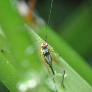 Bush cricket (?nisitrus)