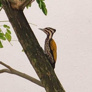 Common flameback