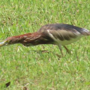 Chinese pond heron