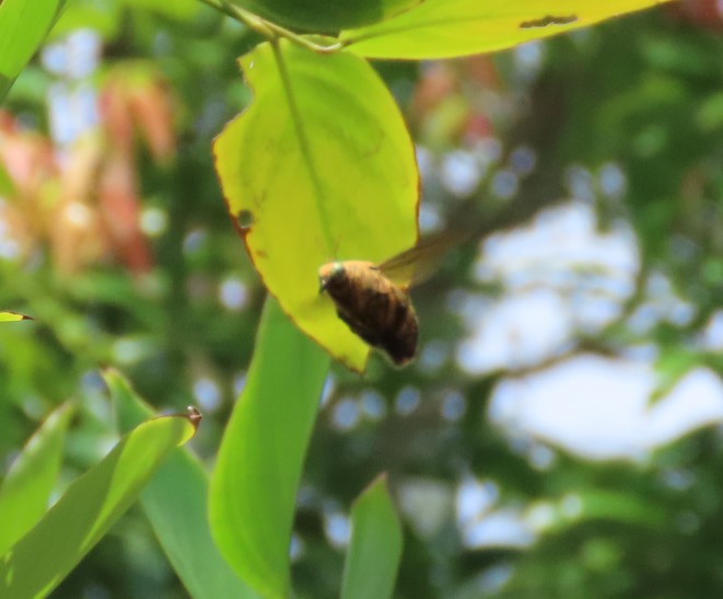 White-cheeked carpenter bee