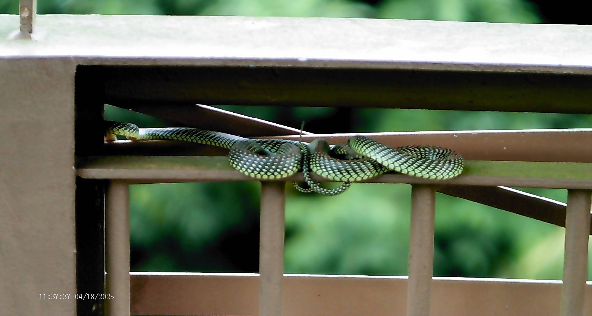 Paradise gliding snake