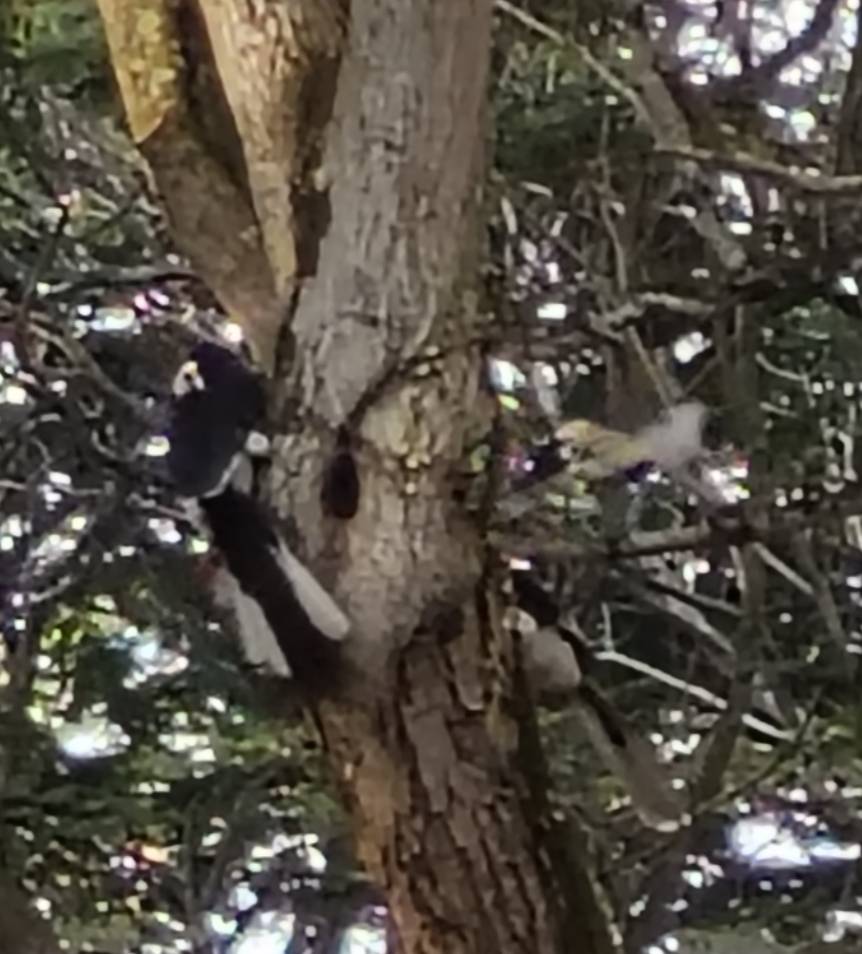 Anthracoceros albirostris - oriental pied hornbill