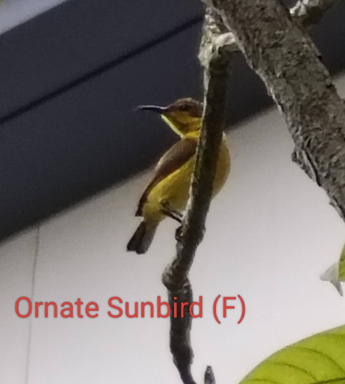Cinnyris ornatus