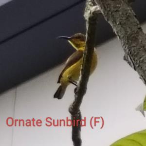 Cinnyris ornatus