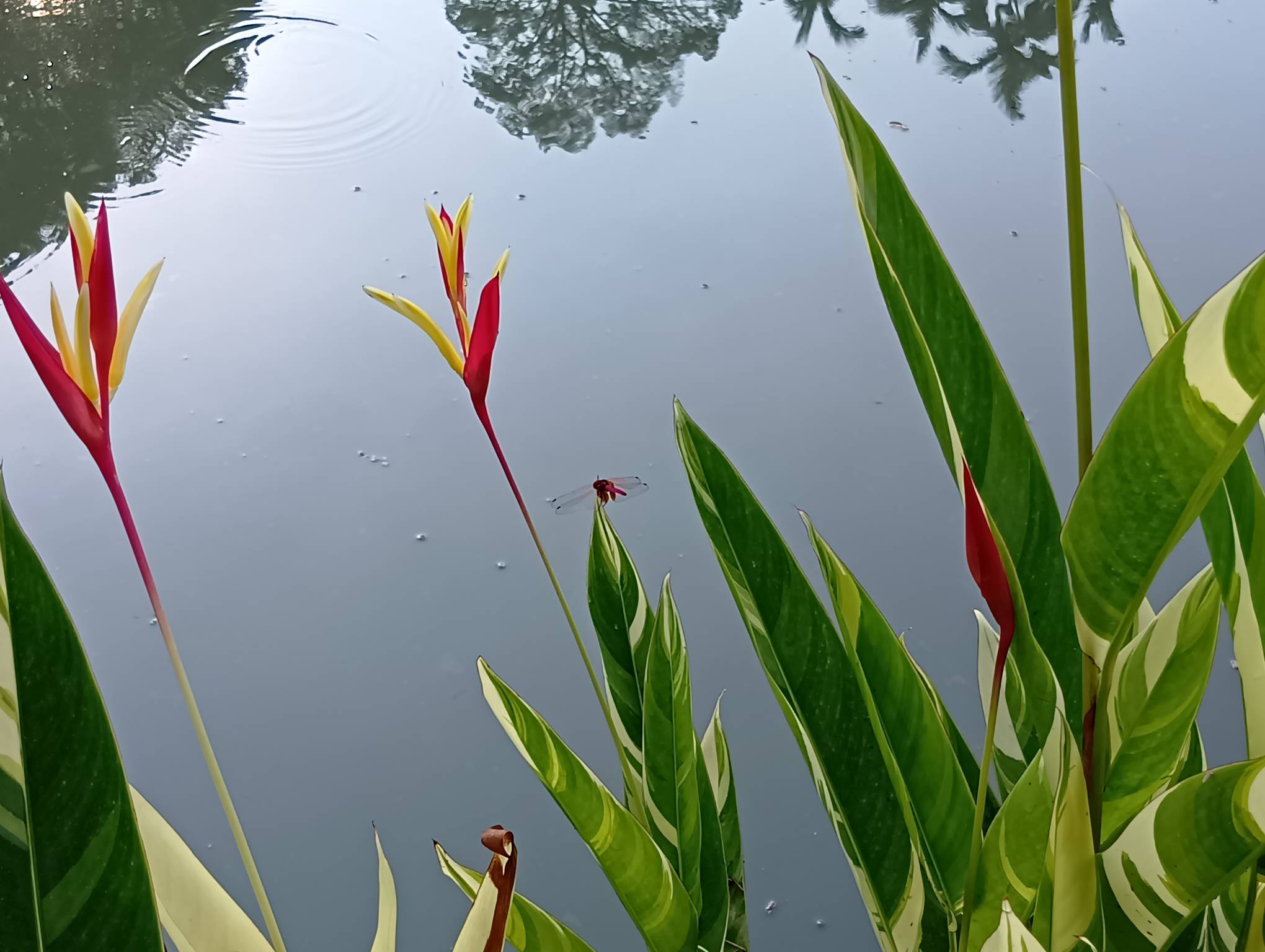 Red dragonfly