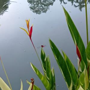 Red dragonfly