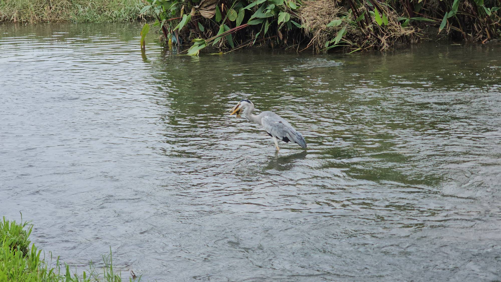 Grey heron