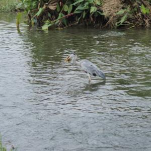 Grey heron