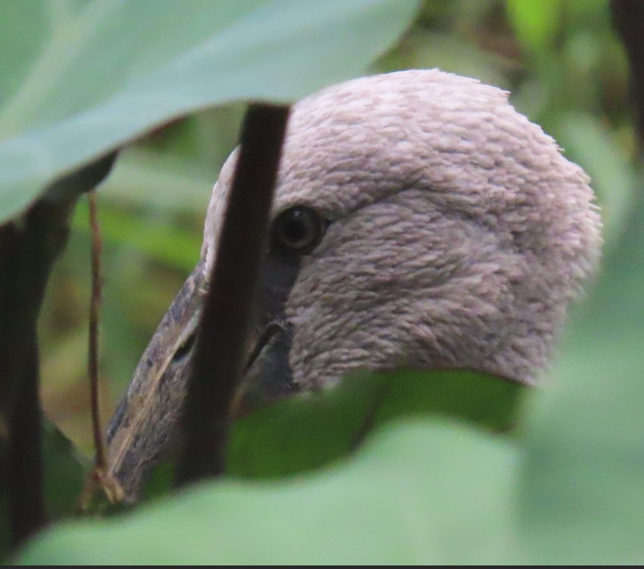 Asian openbill stork